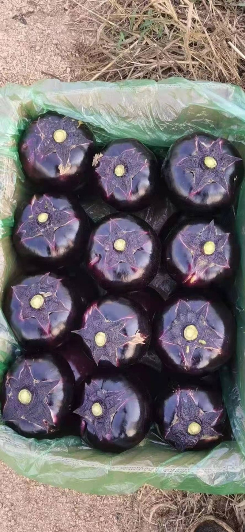 紫光圆茄