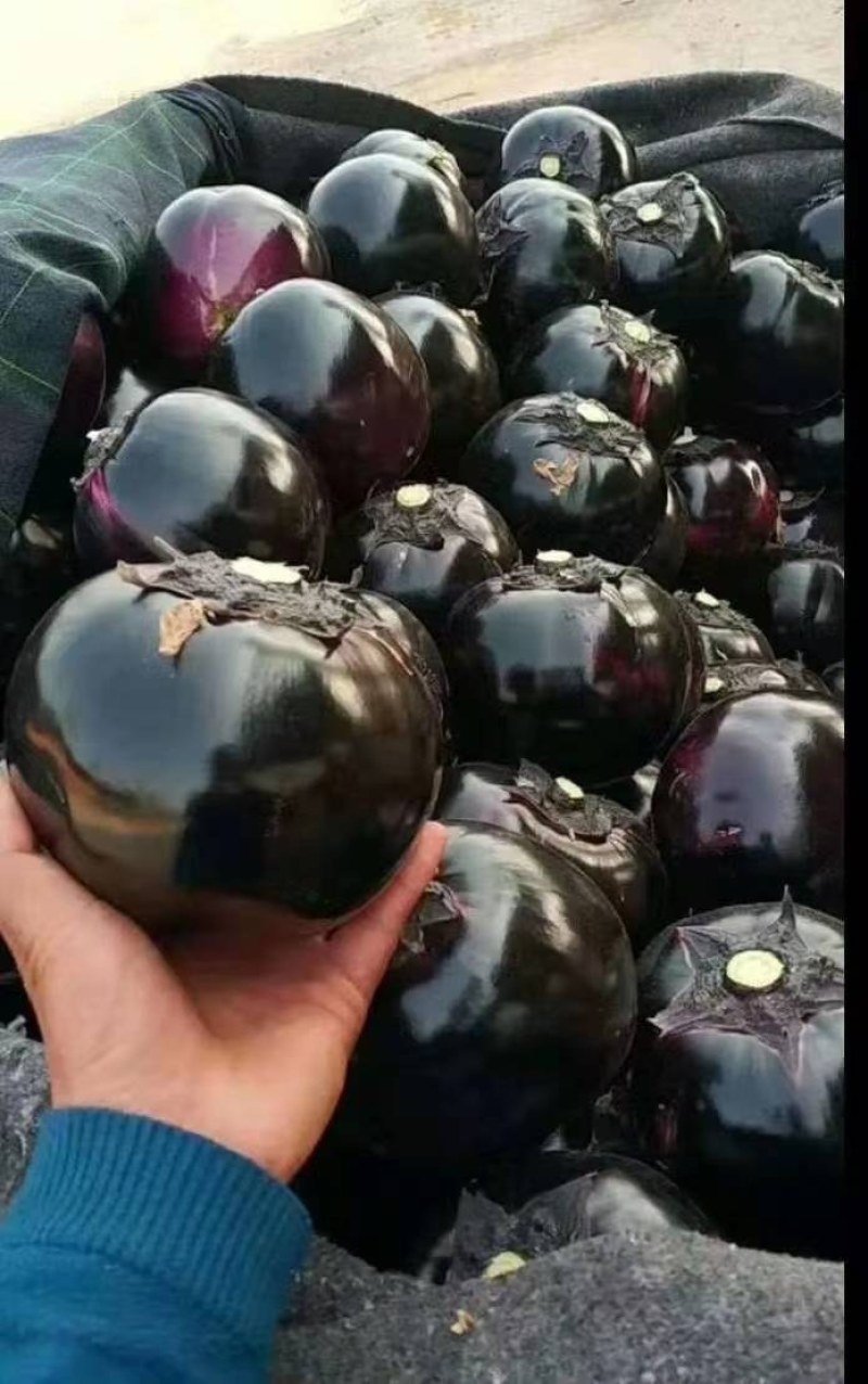 紫光圆茄