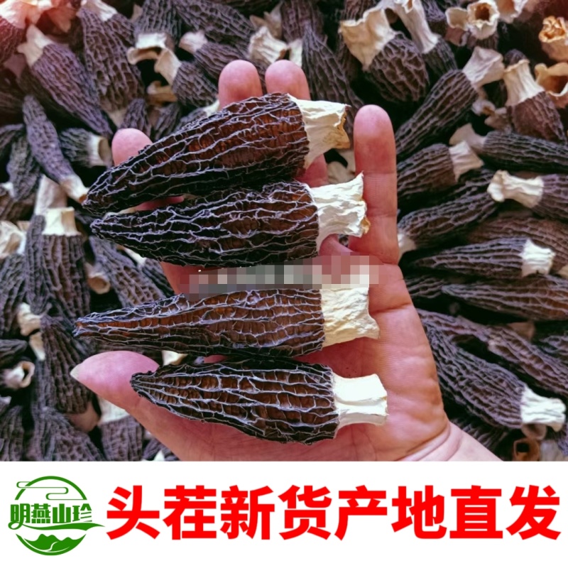 【一斤起批】精选头茬羊肚菌干货一手货源质量保证产地直发