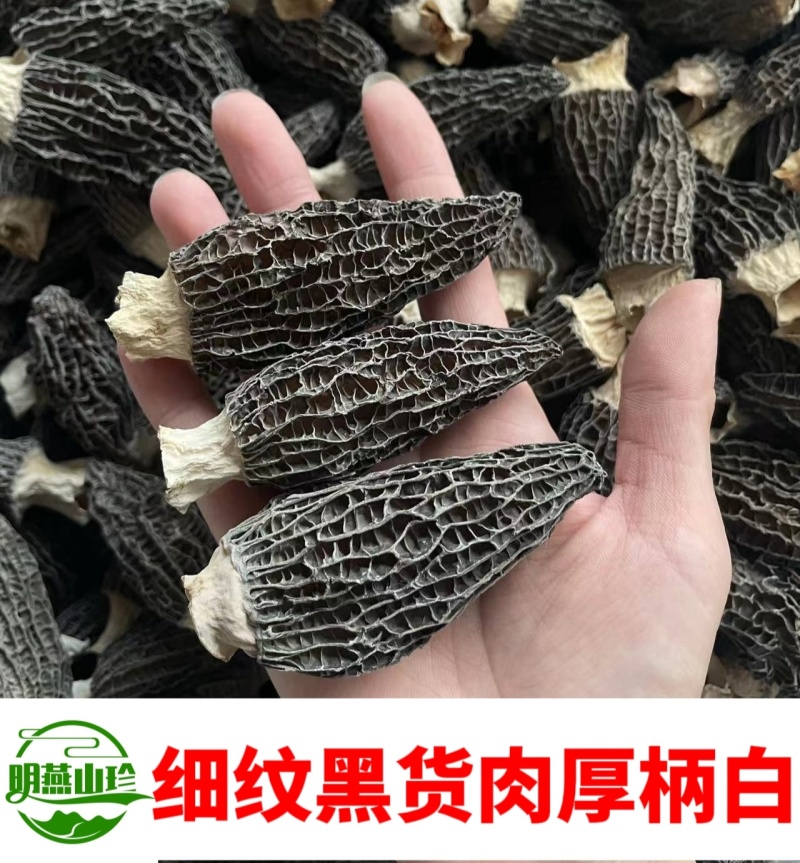 【一斤起批】精选头茬羊肚菌干货一手货源质量保证产地直发