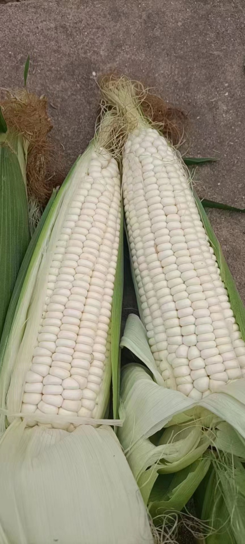 玉米