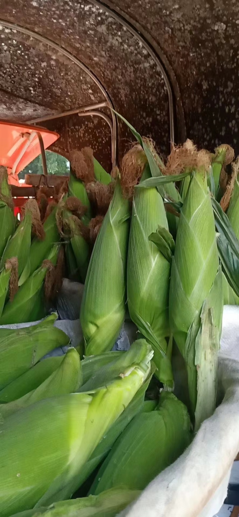 玉米