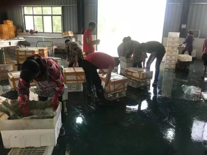 湖北小龙虾地板干净产地直发保活包邮规格质量保证