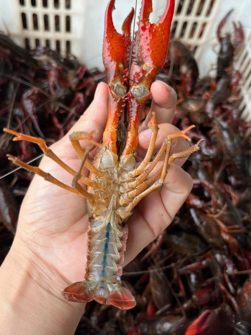 湖北小龙虾地板干净产地直发保活包邮规格质量保证