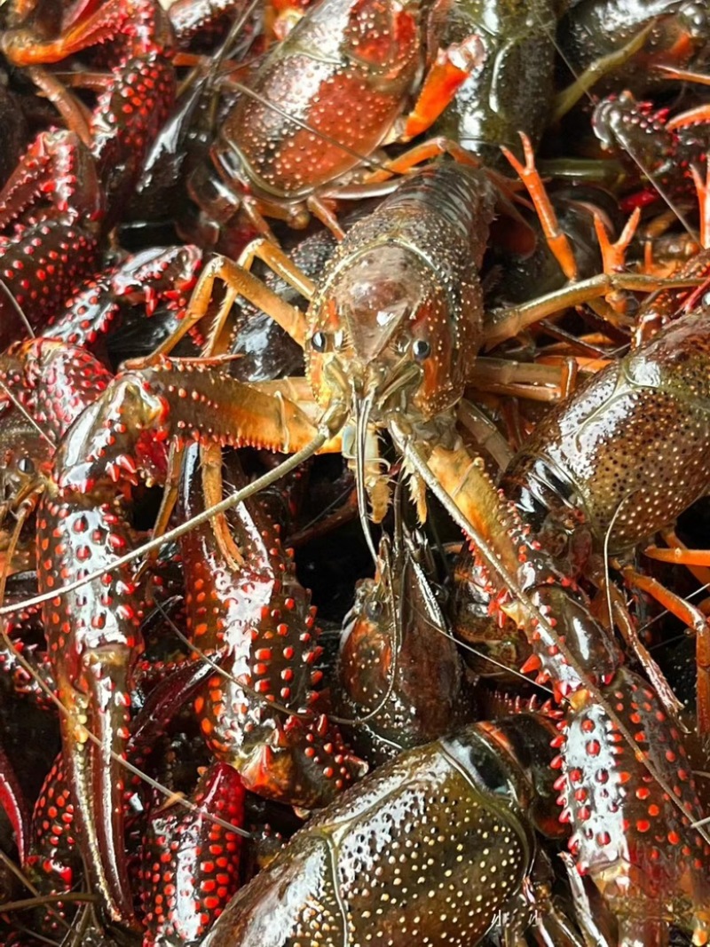 湖北小龙虾地板干净产地直发保活包邮规格质量保证