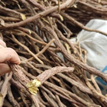 野生甘草，人工采挖