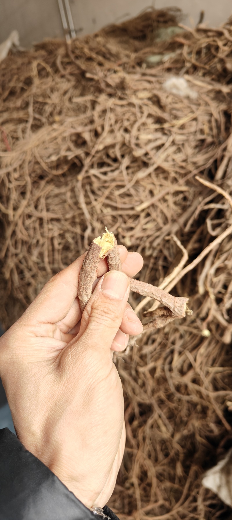 野生甘草，人工采挖