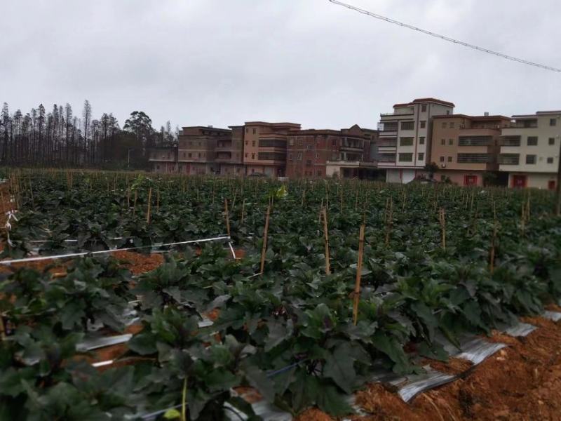 广东江门圆茄大量上市产地直发新鲜采摘，量大从优欢迎咨询