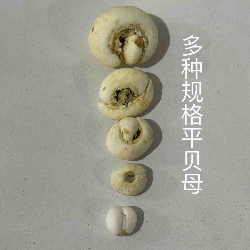 平北平贝母多种规格平北中药材保庆药业实物拍摄发货如图