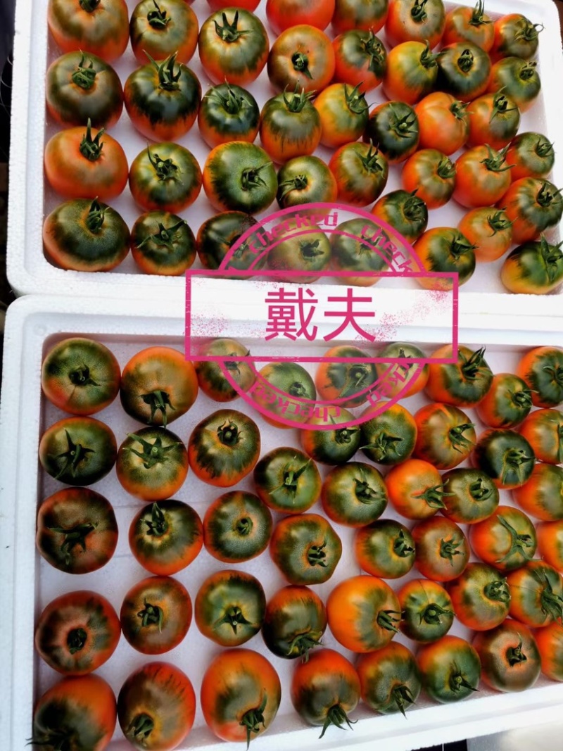 高糖草莓番茄戴夫草莓番茄基地货源