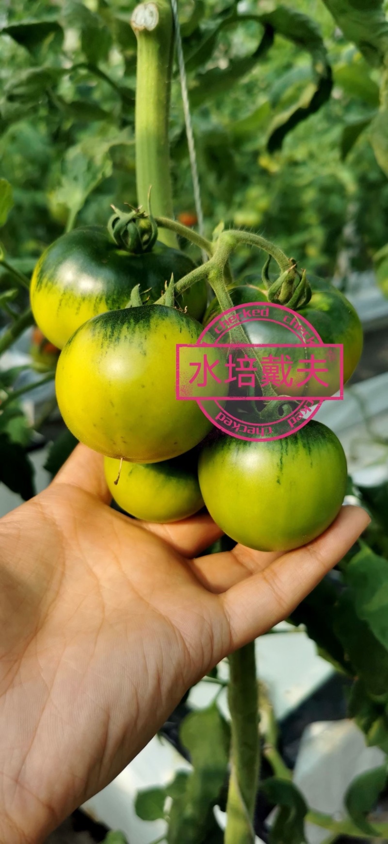高糖草莓番茄戴夫草莓番茄基地货源