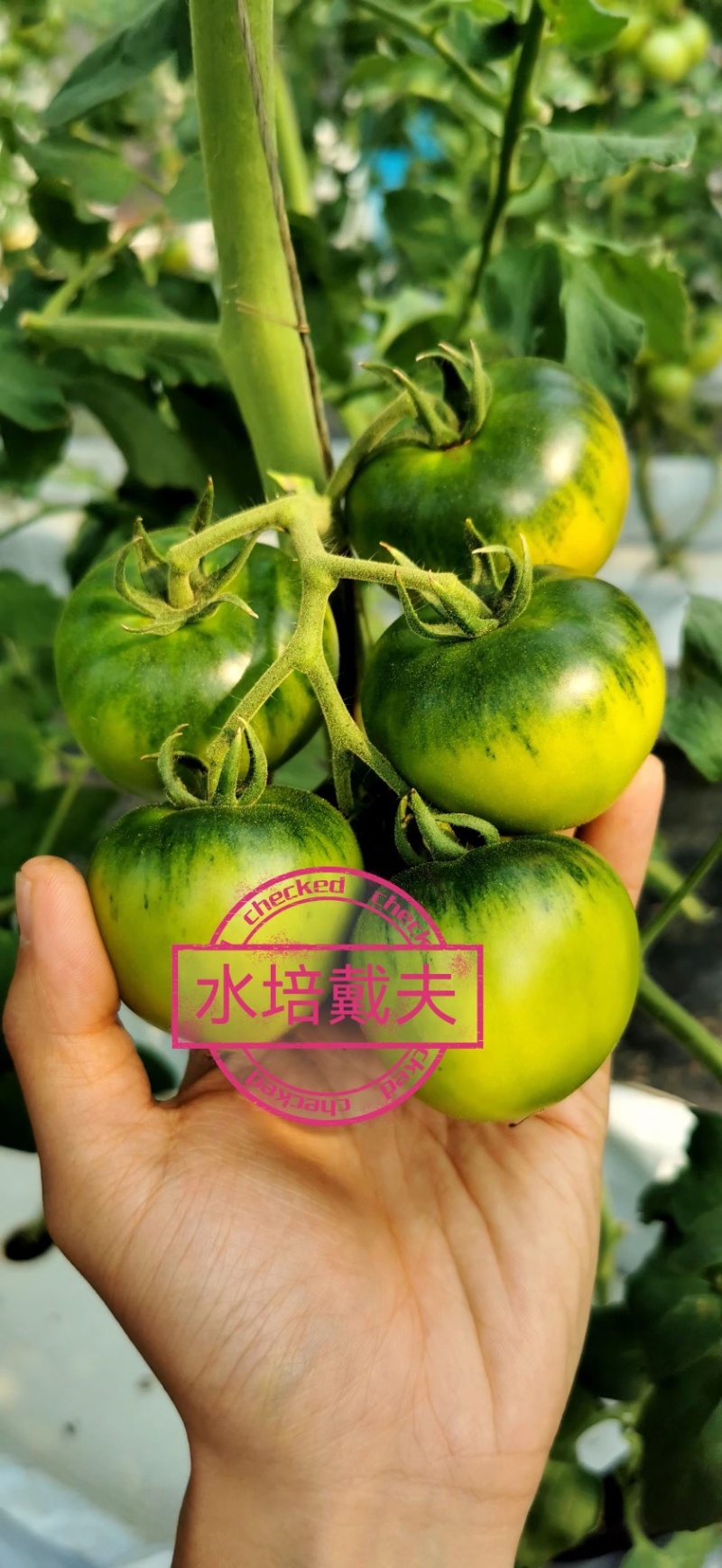 高糖草莓番茄戴夫草莓番茄基地货源