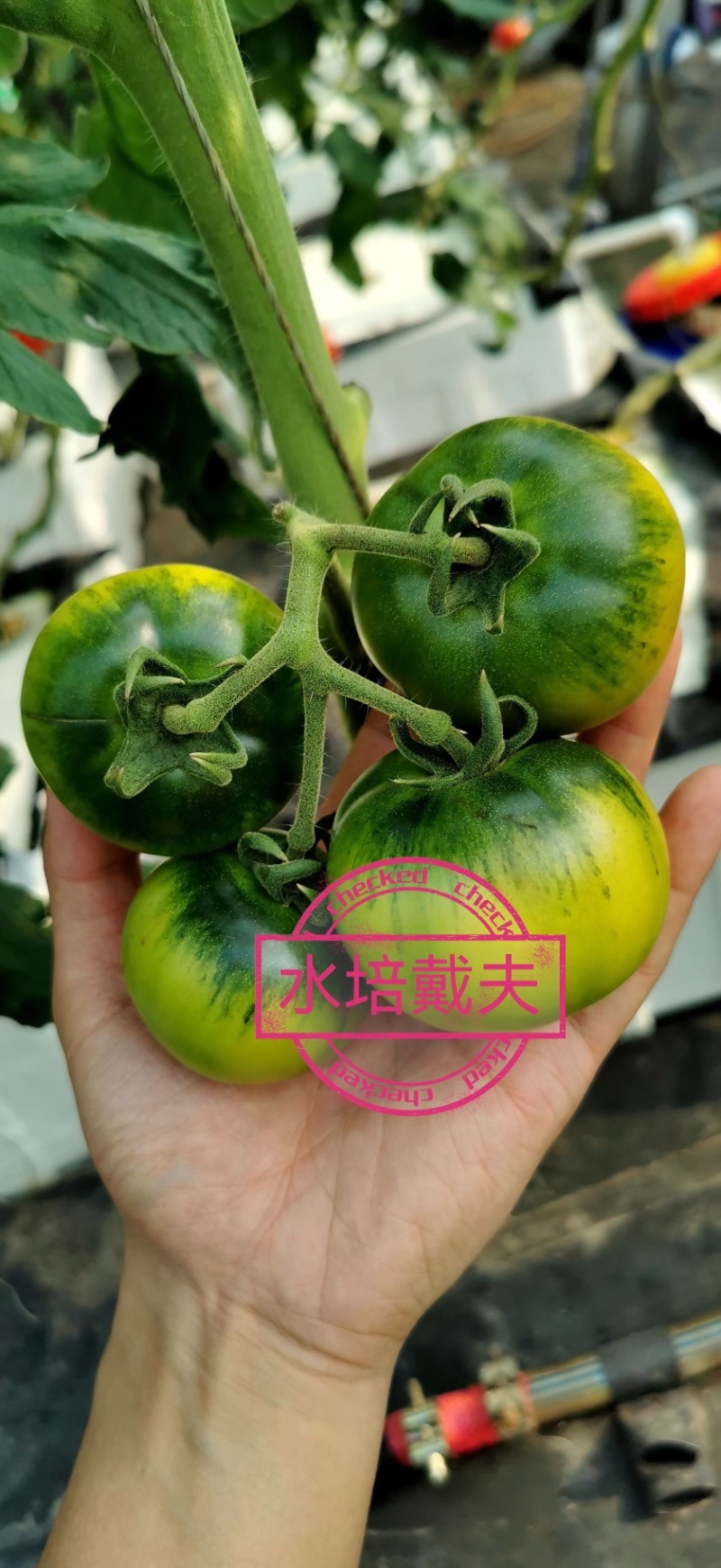 高糖草莓番茄戴夫草莓番茄基地货源