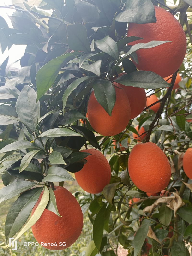 奉节橙子品质保证产地直发可视频看货欢迎咨询