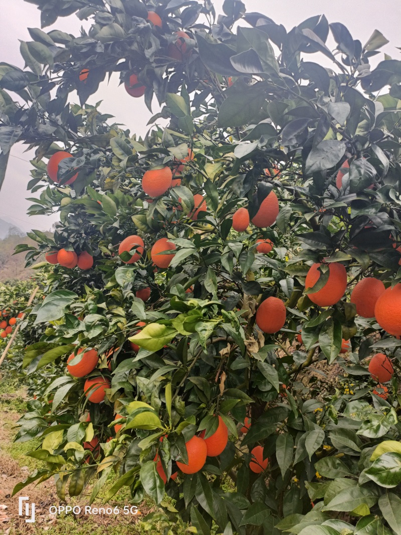 奉节橙子品质保证产地直发可视频看货欢迎咨询