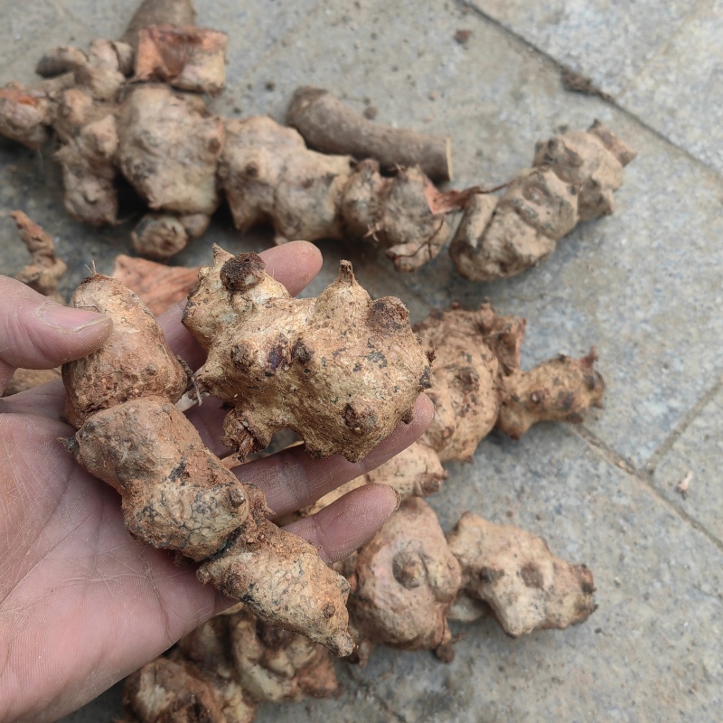 金刚藤片根中药材菝葜金刚刺金岗藤金刚头金刚头金钢刺