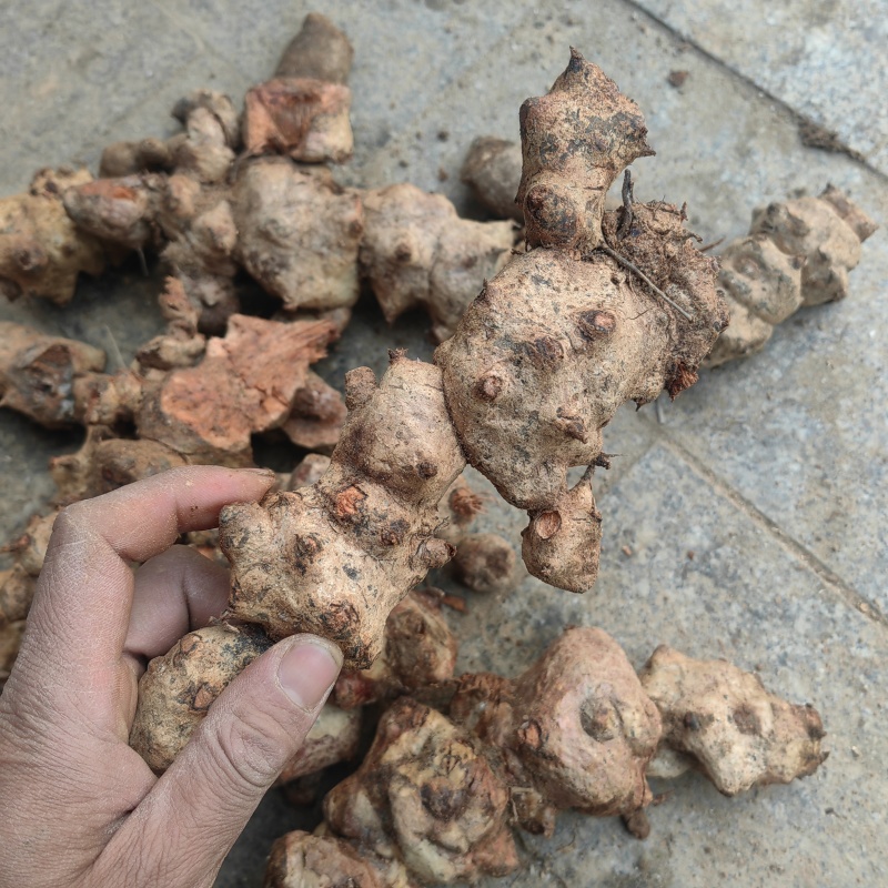 金刚藤片根中药材菝葜金刚刺金岗藤金刚头金刚头金钢刺