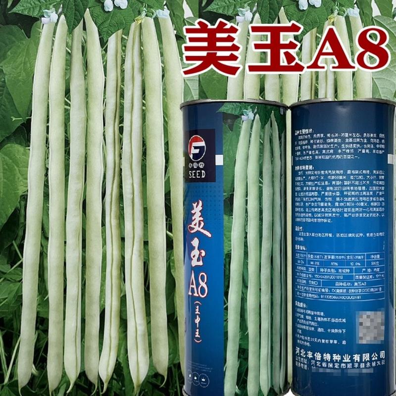 美玉A8芸豆种子白绿色架豆品种种子