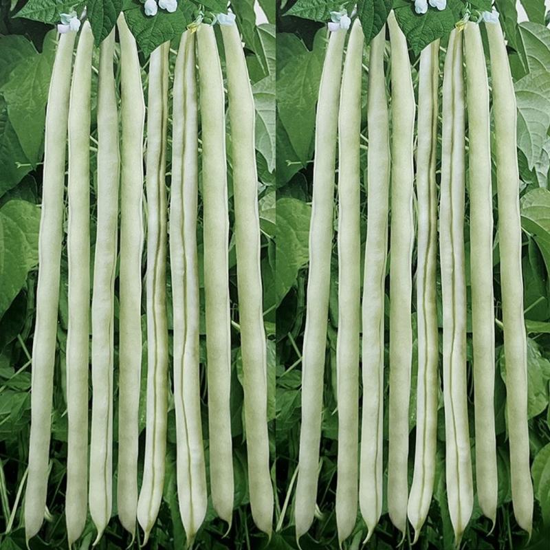美玉A8芸豆种子白绿色架豆品种种子