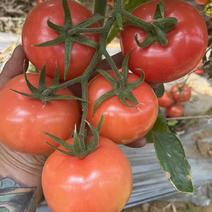 四川米易县硬粉西红柿番茄一手货源产地直发量大从优
