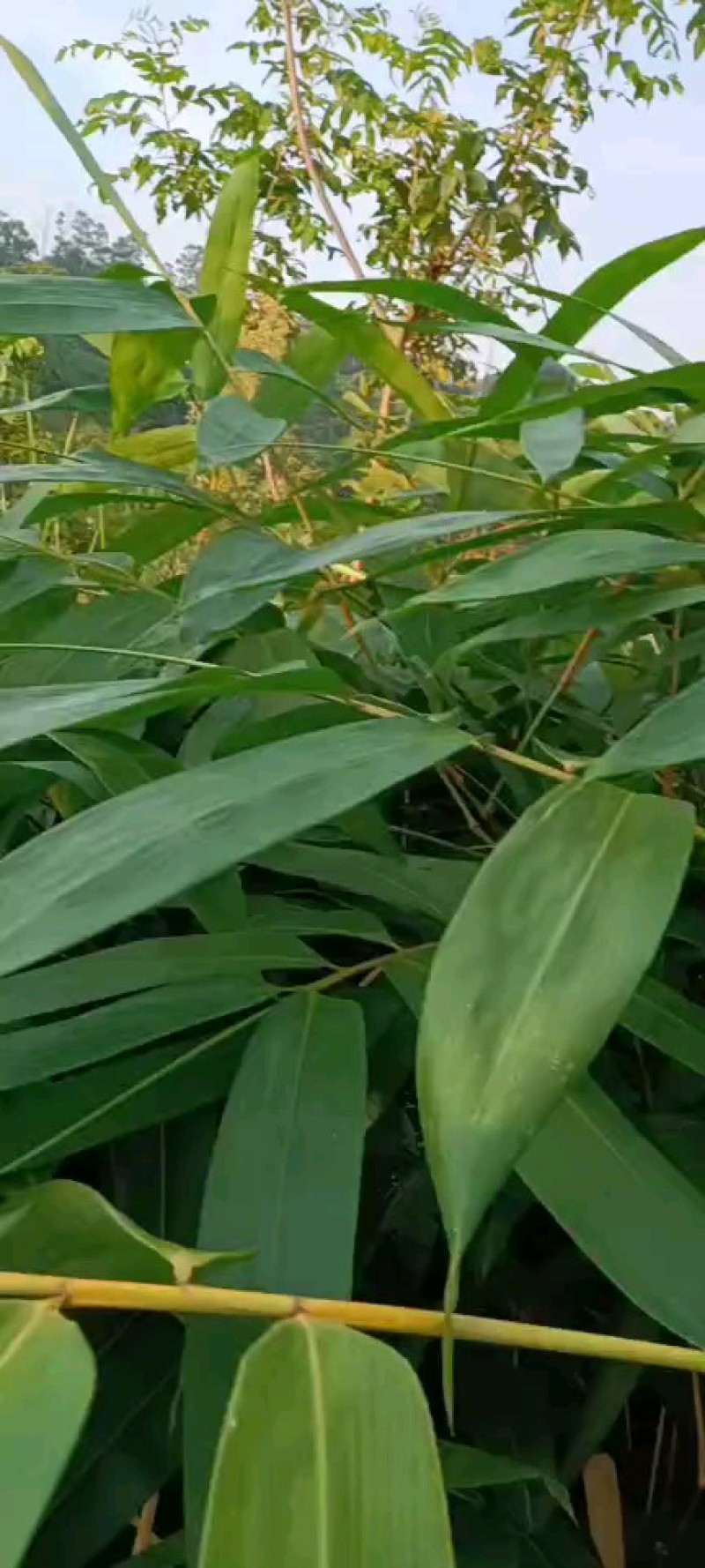 大量烘干麻竹叶供应，欢迎各位老总咨询