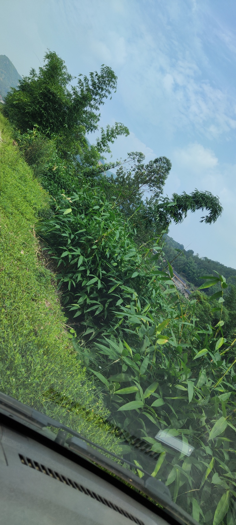 大量烘干麻竹叶供应，欢迎各位老总咨询