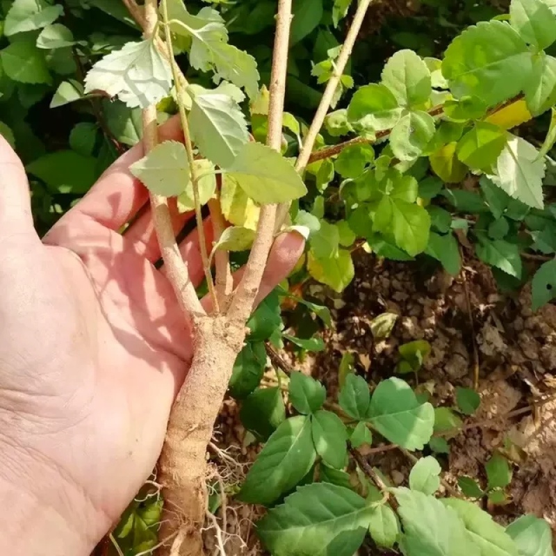 连翘药用优质高产大果树苗连翘树苗中药连翘苗青翘树苗老翘树