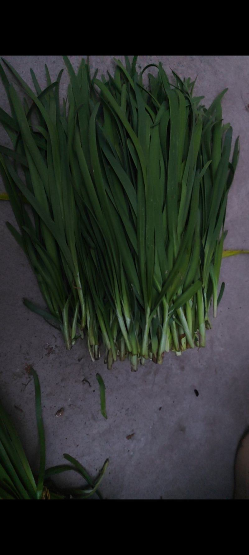河南太康韭菜大量上市了，质优价廉。货发全国