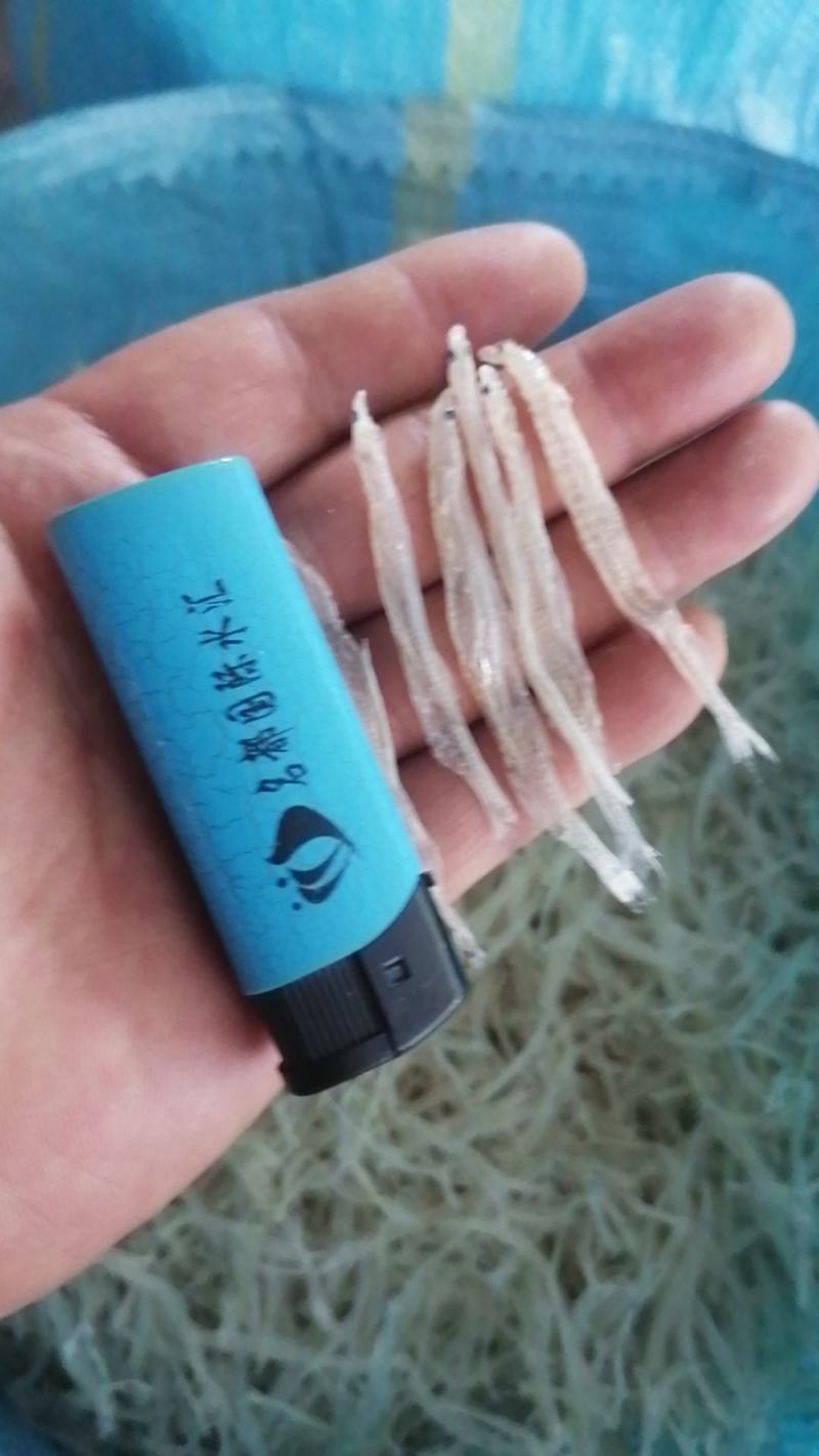 银鱼干生态银鱼干鲜活水产品和水产加工制品品质保障