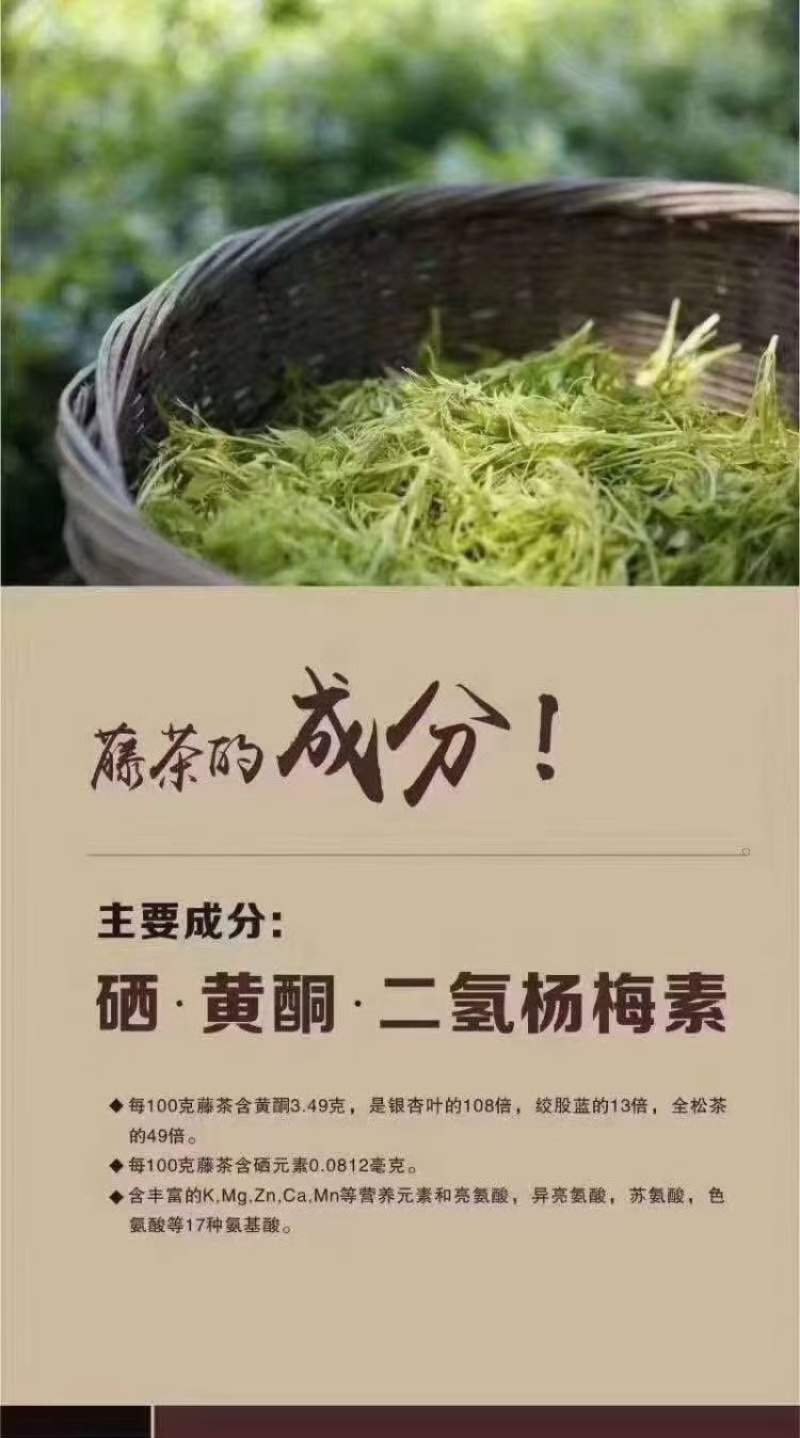 恩施高山藤茶