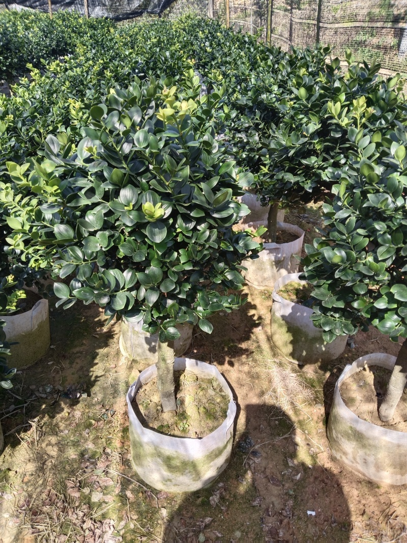 【竹柏】圆叶竹柏，基地直发，有希要船老板来电