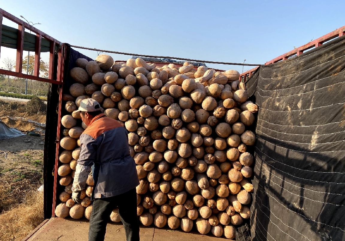 市场中蜜本南瓜摆摊销售的场景,多个南瓜整齐摆放,顾客正在挑选 市场中蜜本南瓜摆摊销售的场景