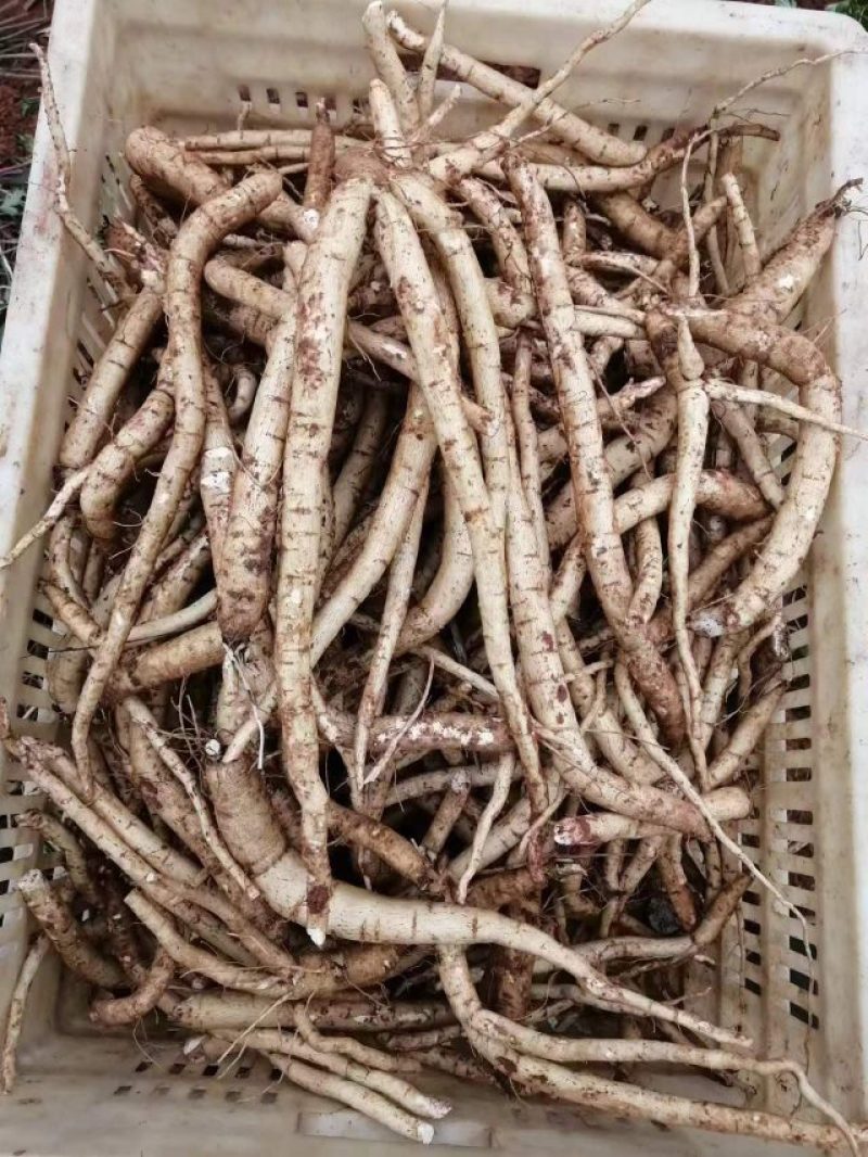 金堂川明参新鲜货