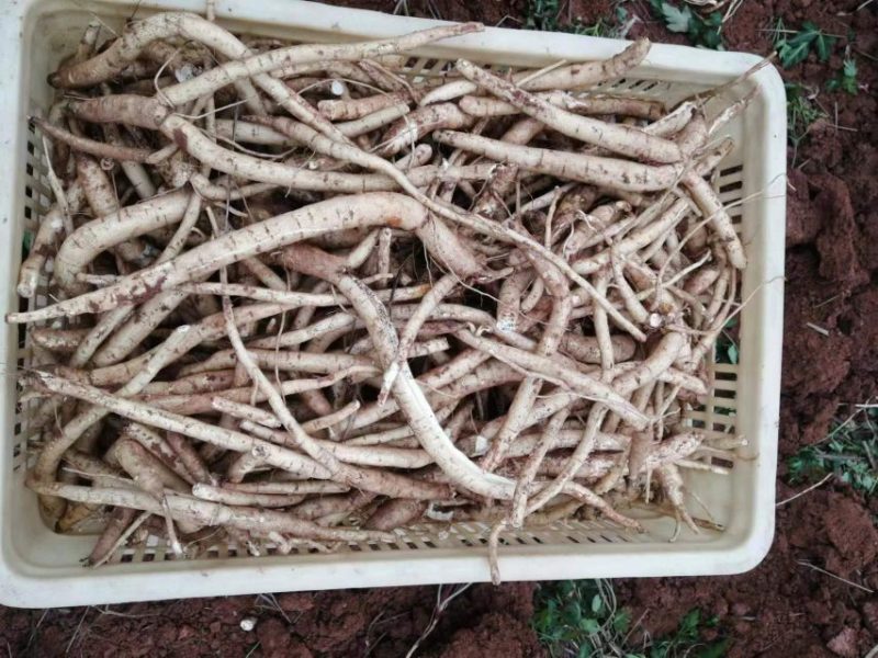 金堂川明参新鲜货