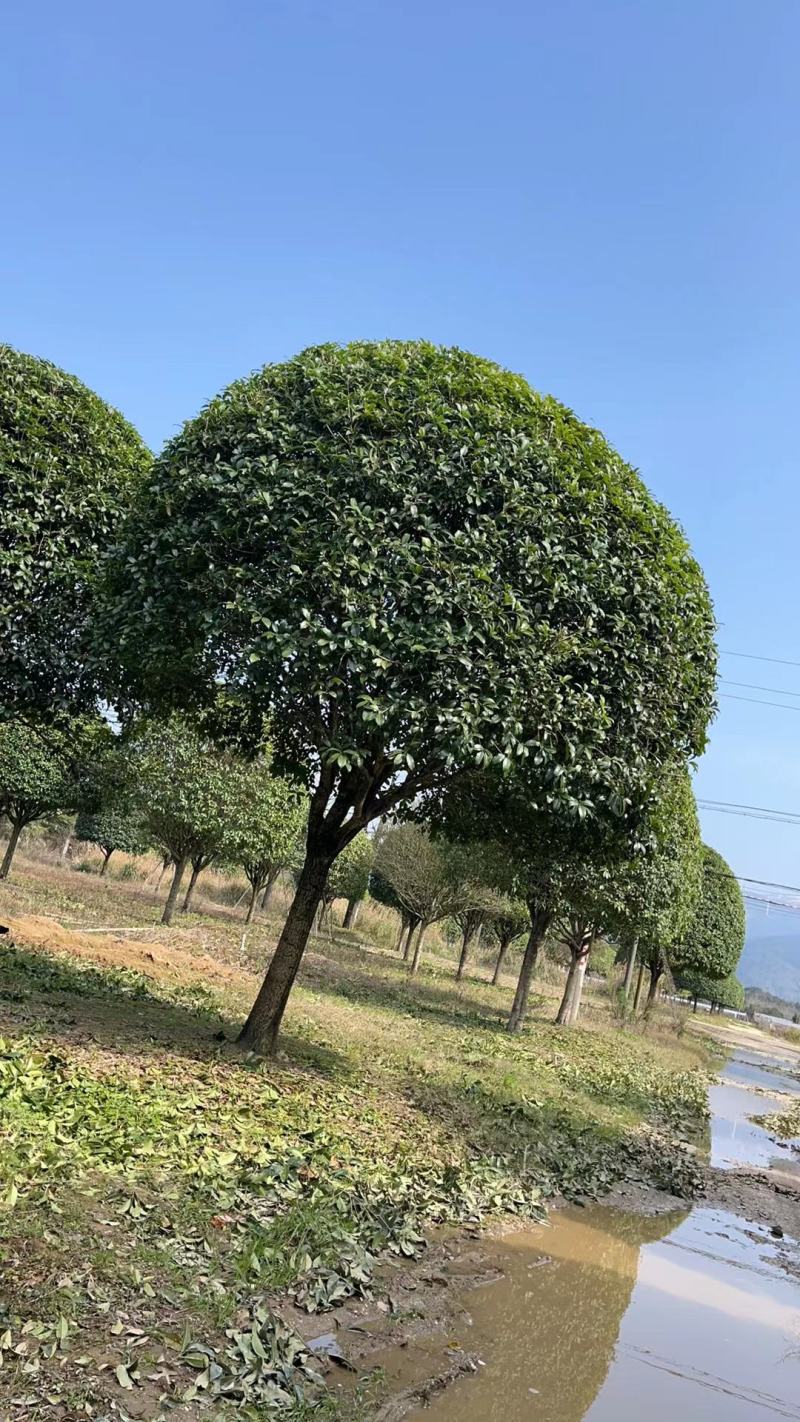 桂花树