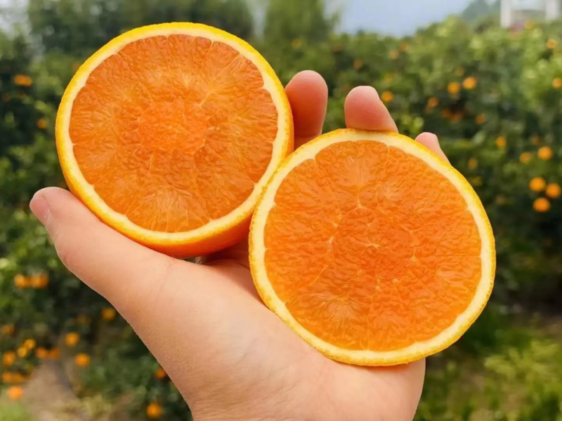 湖北橙子伦晚脐橙大量上市产地直发量大优惠品质保障