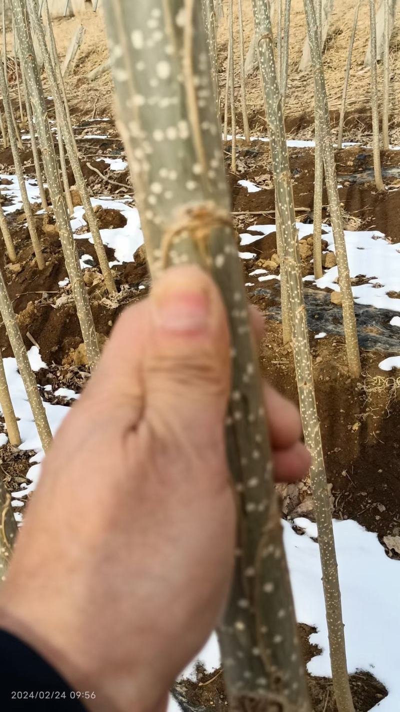 107速生杨