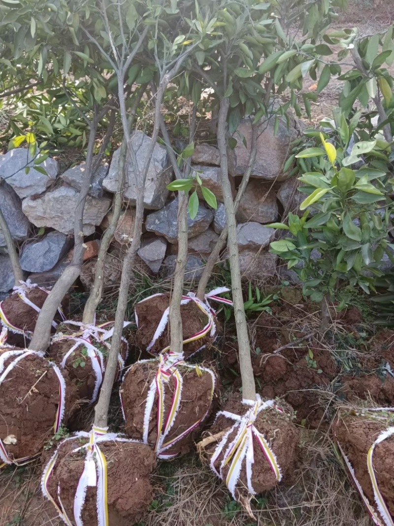 桔子苗，蜜橘苗，南阳蜜橘树