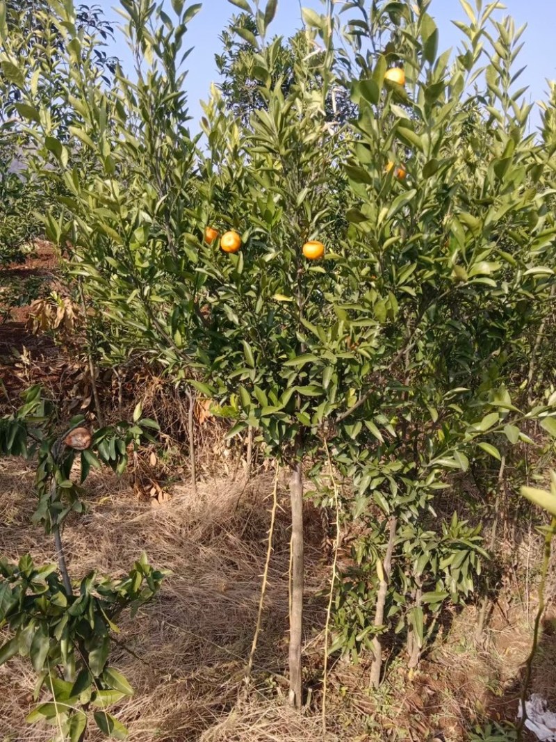 桔子苗，蜜橘苗，南阳蜜橘树