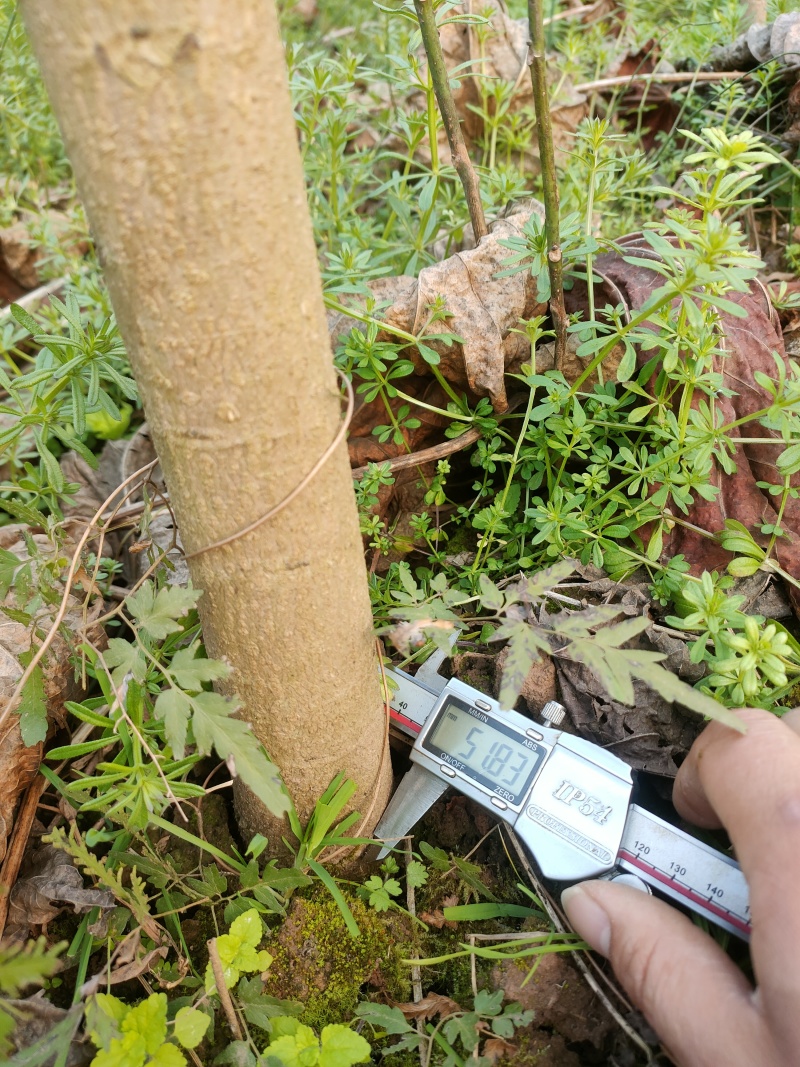 油桐苗精品油桐杯苗，手续齐全，欢迎咨询订购