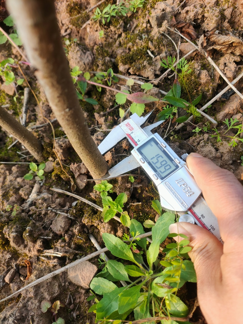 油桐苗精品油桐杯苗，手续齐全，欢迎咨询订购