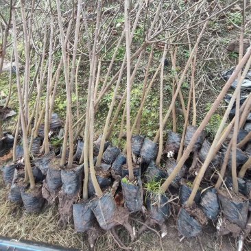 油桐苗杯苗千亩油桐树苗批发基地手续齐全欢迎采购