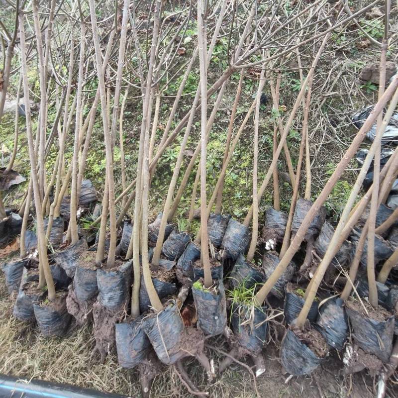 油桐苗杯苗千亩油桐树苗批发基地手续齐全欢迎采购