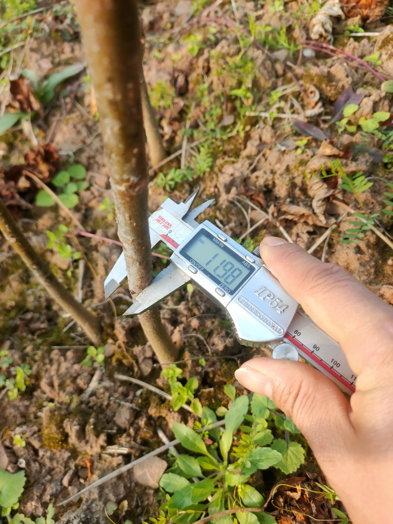 油桐苗杯苗千亩油桐树苗批发基地手续齐全欢迎采购