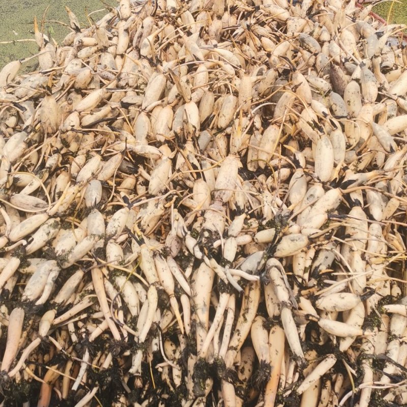 武植2号精品白玉粘藕种藕带种藕粘自产自销，货源充足