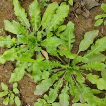 河南鲜荠菜，棒棒菜，大量供应，全国发货，欢迎咨询。