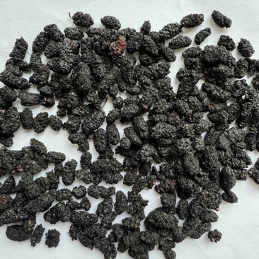 桑葚保庆药业批发桑葚黑桑葚实物拍摄中药材桑葚