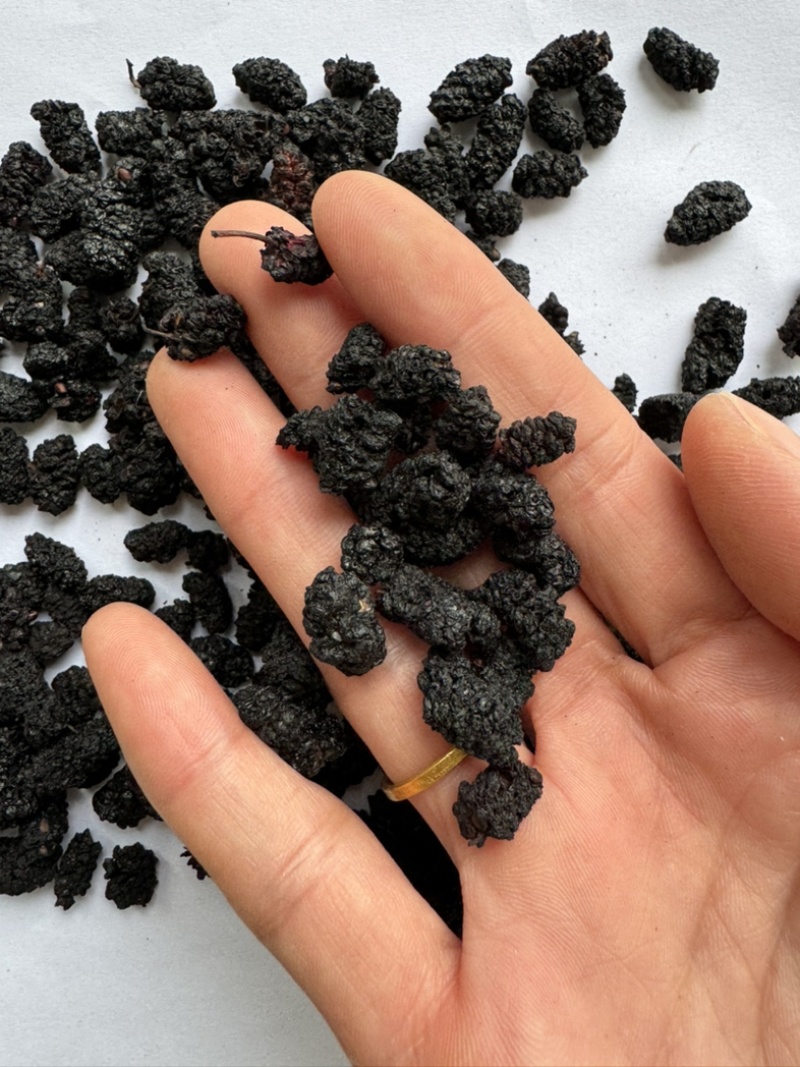 桑葚保庆药业批发桑葚黑桑葚实物拍摄中药材桑葚