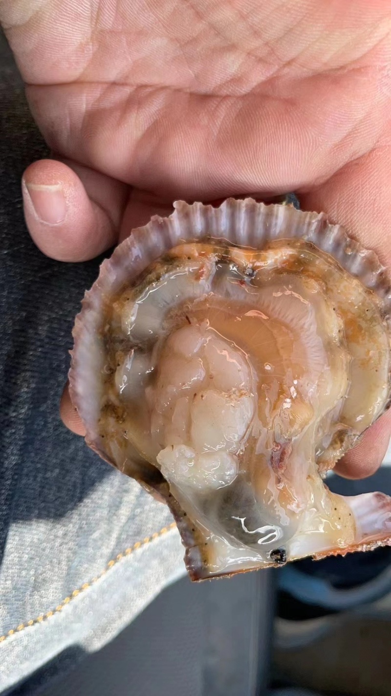 小红贝扇贝港湾贝大量上市一首货源码头直供欢迎视频看货