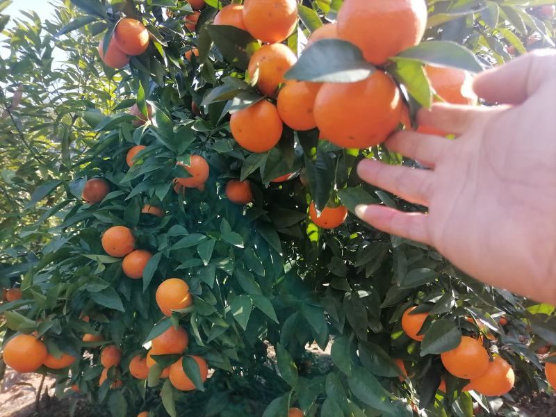 广西沃柑货源可以供货一直到清明节前……